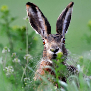 2015-04-05 02_56_05-wild-rabbit.jpg (1154×786)
