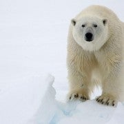 polar-bear-hero
