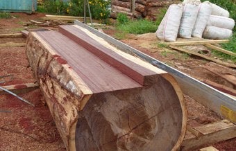 Massonia wood