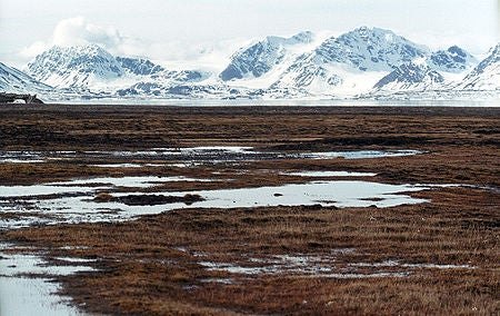 Svalbard Tundra