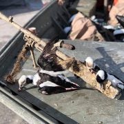 Bren gun discovered during duck hunt