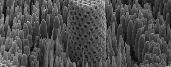 Metallic Wood New Material That Is As Strong As Titanium But 5 Times Lighter (660)